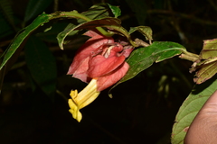 Drymonia coccinea