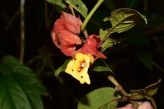 Drymonia coccinea