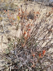 Eriogonum jamesii