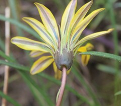 Gazania linearis linearis