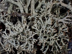 Cladonia submitis