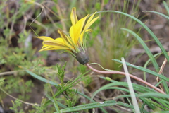 Gazania linearis linearis