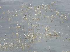 Ranunculus aquatilis