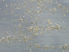 Ranunculus aquatilis