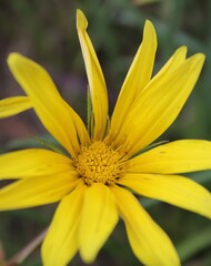 Gazania linearis linearis