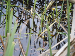 Ranunculus flabellaris