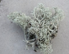 Cladonia submitis