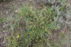 Gazania linearis linearis
