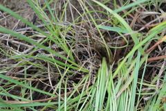 Gazania linearis linearis