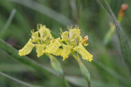 Ferraria welwitschii image