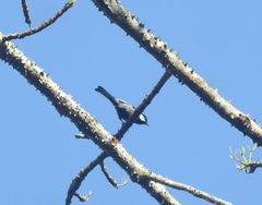 Parus cinereus
