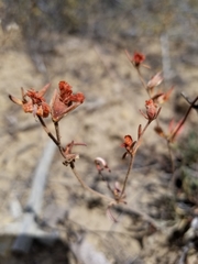 Eriogonum jamesii