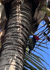 Campephilus guatemalensis