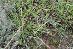 Gazania linearis linearis