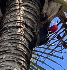 Campephilus guatemalensis