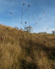 Cephalaria transsylvanica