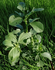 Vicia faba