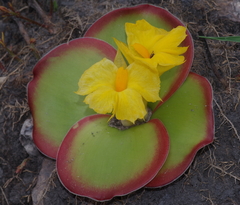 Costus spectabilis image