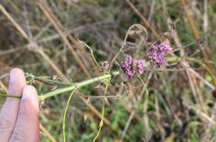 Cephalaria transsylvanica