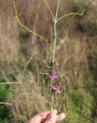 Cephalaria transsylvanica