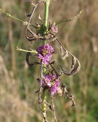 Cephalaria transsylvanica