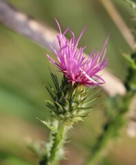 Carduus acanthoides