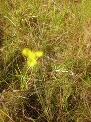 Xyris ambigua