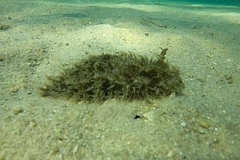 Bursatella leachii