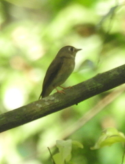 Muscicapa muttui