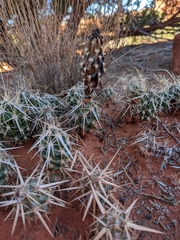 Grusonia clavata