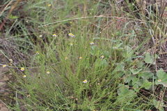 Felicia muricata