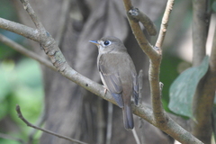Muscicapa muttui