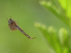 Uloborus walckenaerius