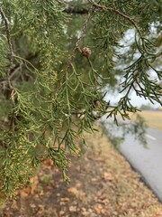 Cupressus lusitanica