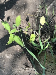 Urtica dioica