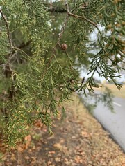 Cupressus lusitanica