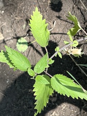 Urtica dioica