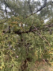 Cupressus lusitanica