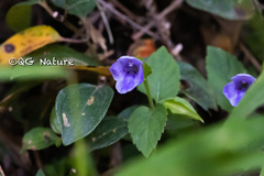Torenia asiatica