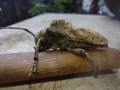 Hypselomus cristatus