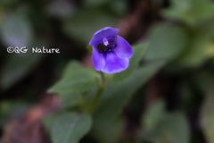 Torenia asiatica