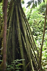 Socratea exorrhiza