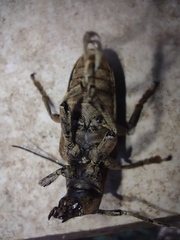 Hypselomus cristatus