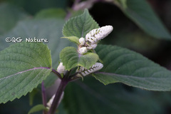 Perilla frutescens