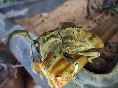 Hypselomus cristatus