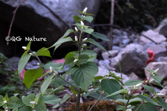 Perilla frutescens