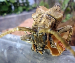 Hypselomus cristatus