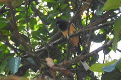 Dendrocitta vagabunda