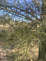 Parkinsonia microphylla