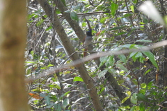 Terpsiphone paradisi